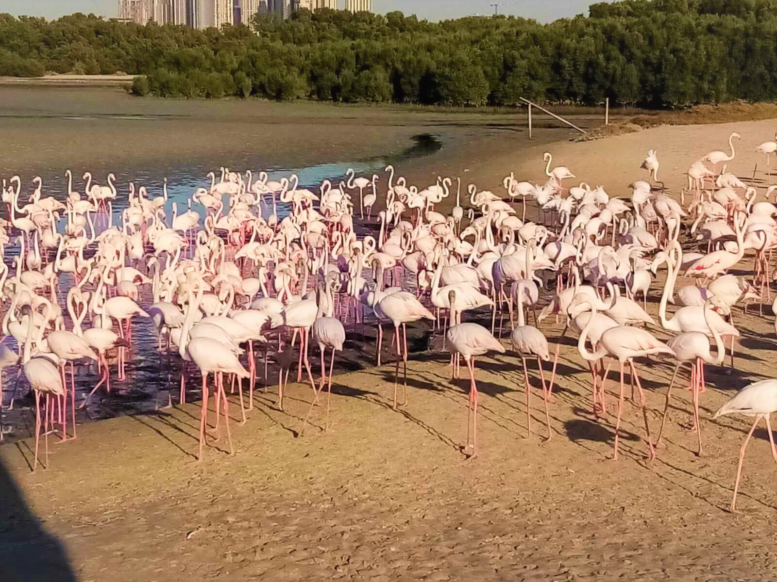 santuario ras al khor dubai