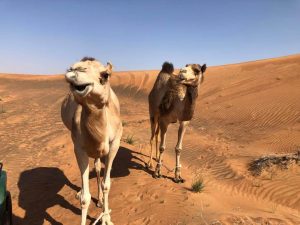 camello MleihaSharjah arqueología Emiratos Dubai en español enespanol (6)