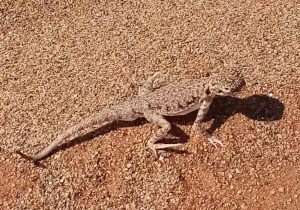lagarto dragon MleihaSharjah arqueología Emiratos Dubai en español enespanol (6)